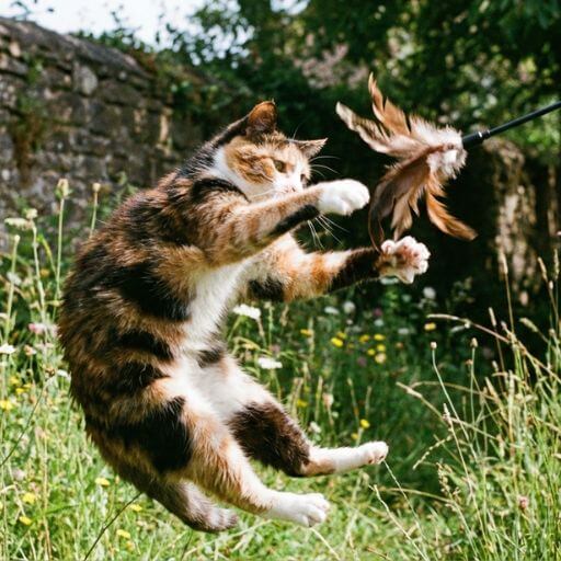 Gato tricolor saltando em área verde para capturar brinquedo interativo tipo varinha com penas, estimulando o instinto natural de caça e o exercício físico.