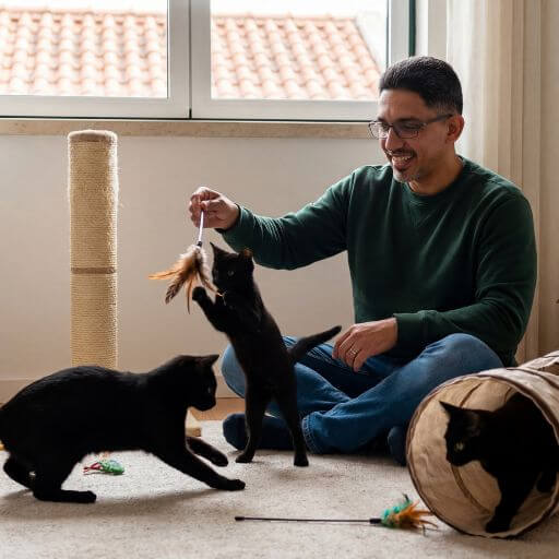 Tutor Faustino brincando com dois gatos pretos usando varinha com penas no tapete da sala em Portugal.