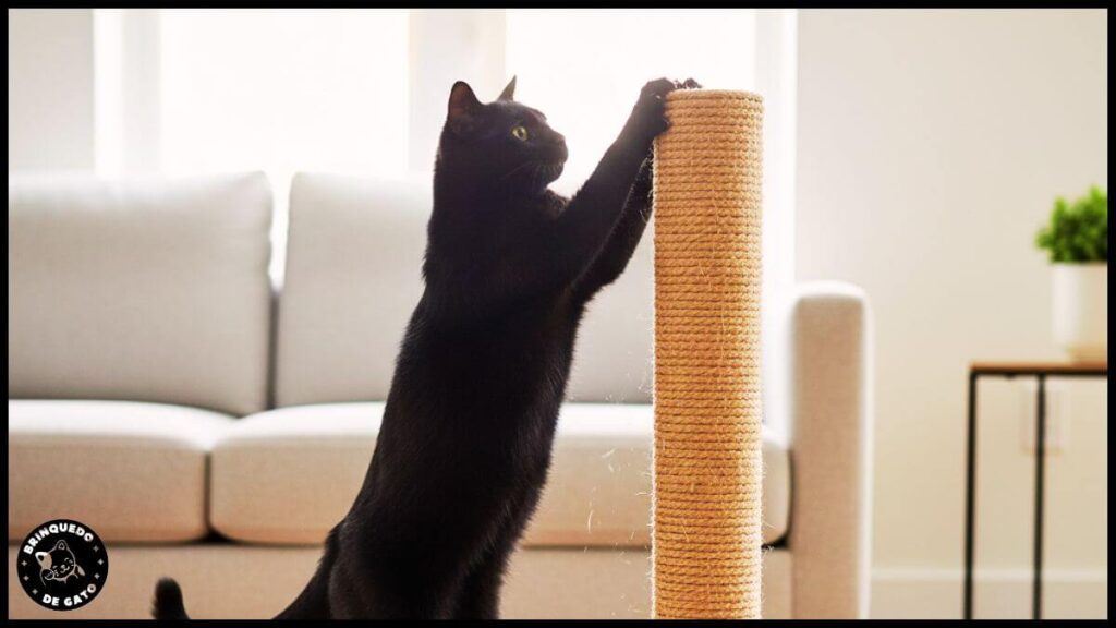 Brinquedo de Gato 26 5