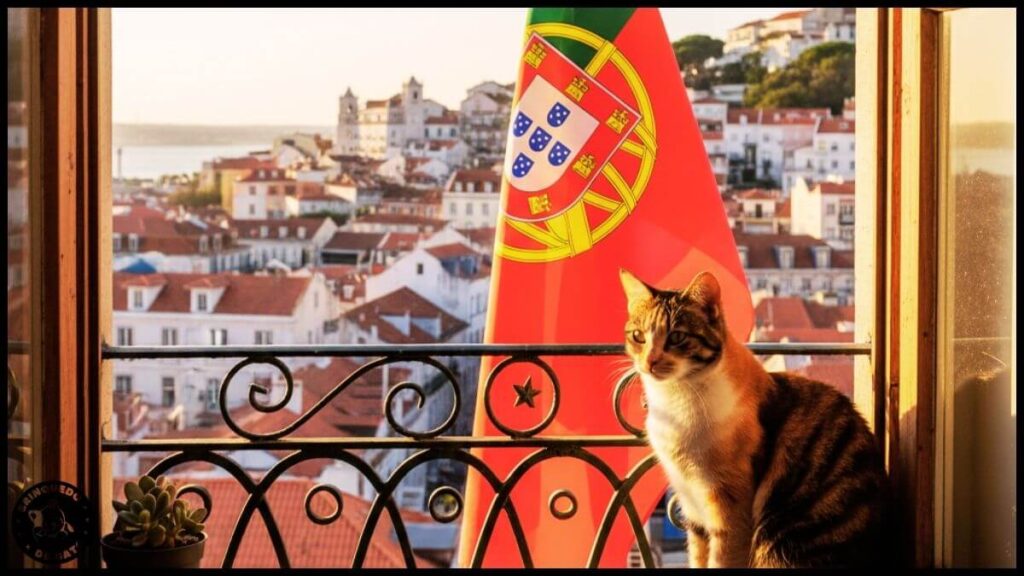 12 Passos para um Gato em Apartamento Feliz