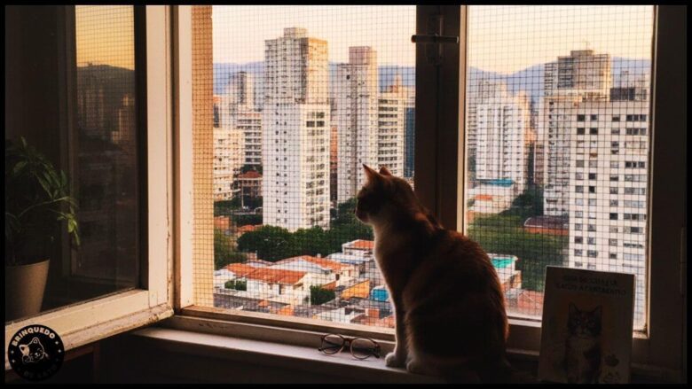 Criar Gato em Apartamento 2 1