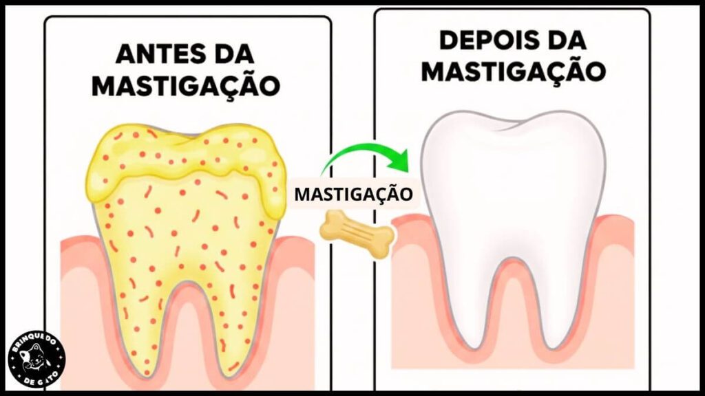 Saude Dental Felina 8 1