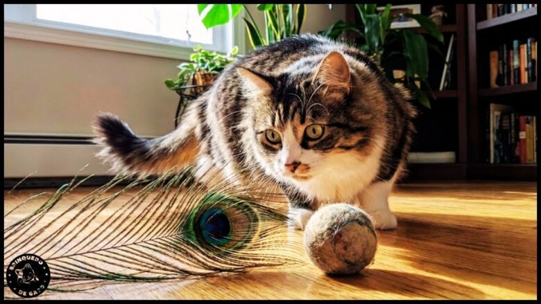 Brinquedos de Pena vs. Bolinhas 1