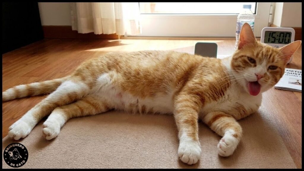 Brinquedos de Pena vs. Bolinhas 10