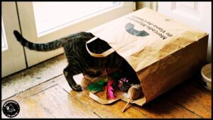 Onde comprar brinquedos para gato em Portugal 1