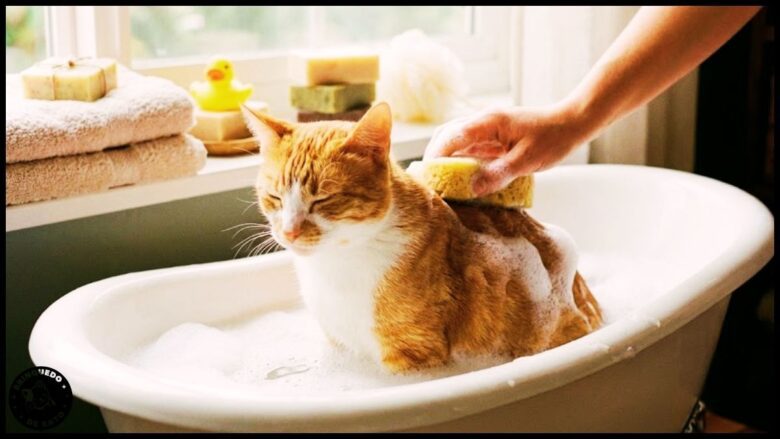 como dar banho no gato 1