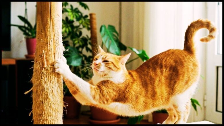 como redirecionar comportamento de arranhar do gato 1