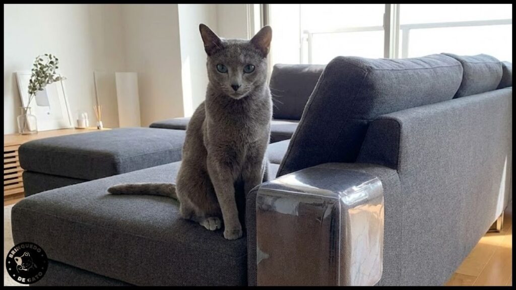 como redirecionar comportamento de arranhar do gato 4