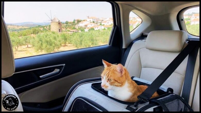 viajar com gato em Portugal 1