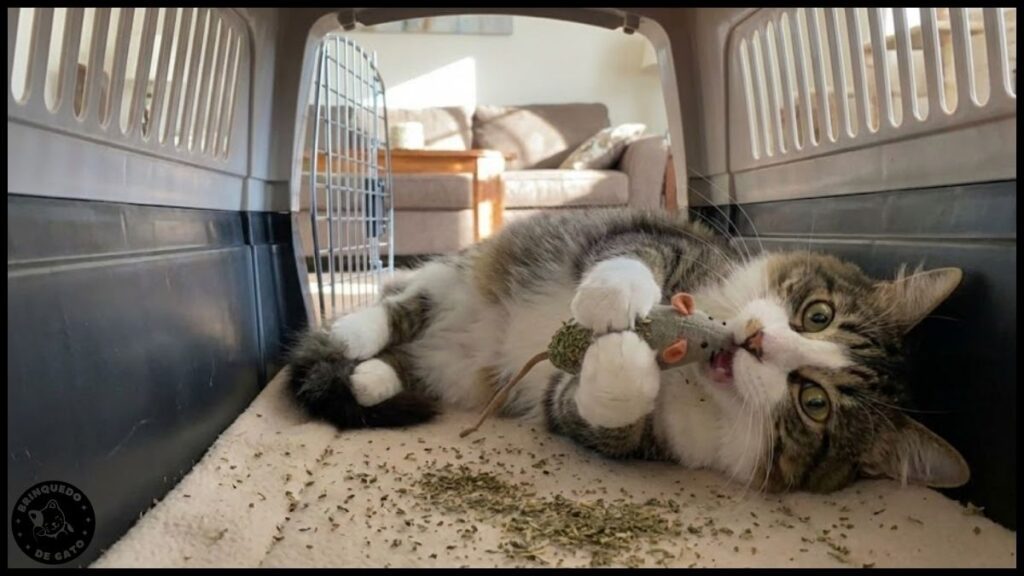 viajar com gato em Portugal 5