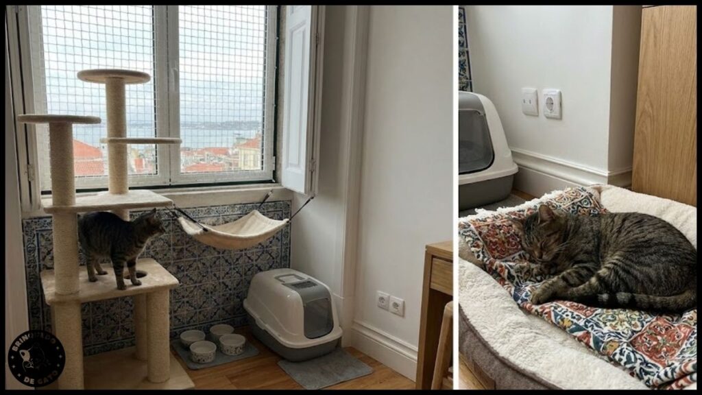 viajar com gato em Portugal 7