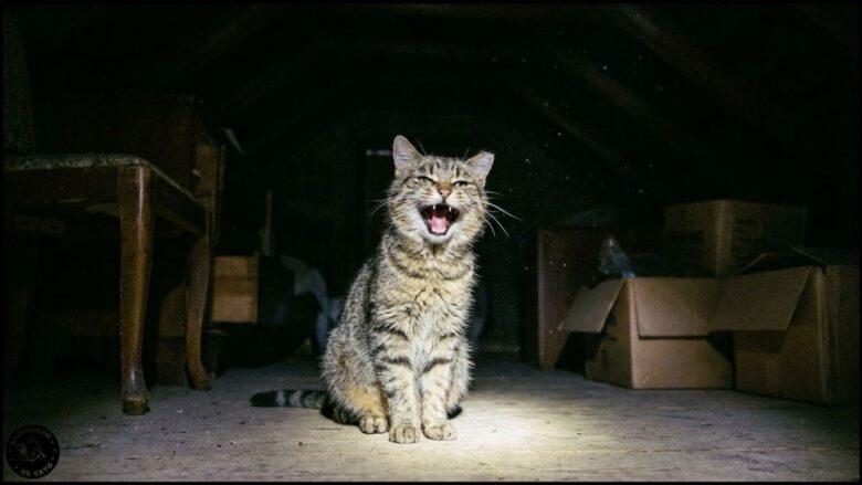 gato miando a noite 1