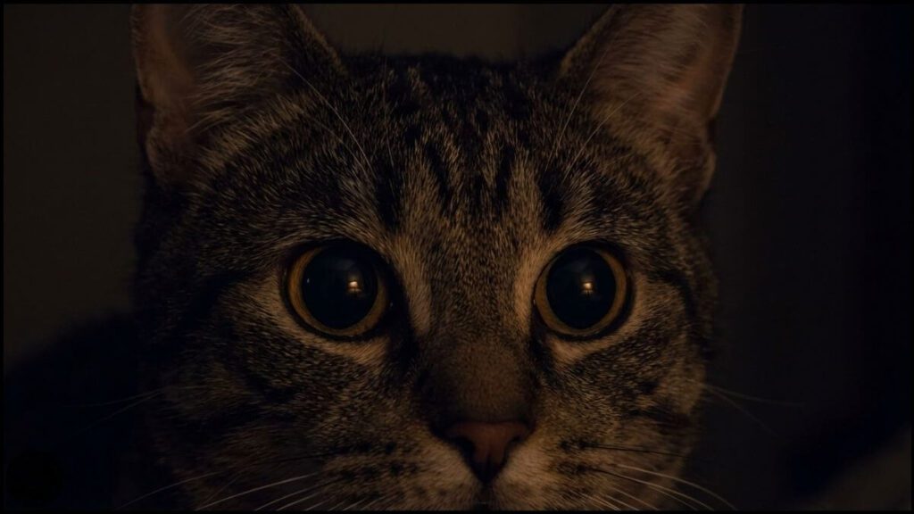 Gato Miando à Noite? 7 Causas e Como Resolver