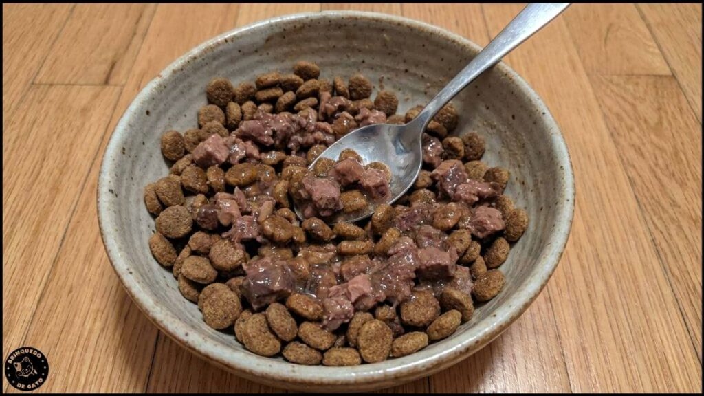 Gato Miando à Noite? 7 Causas e Como Resolver