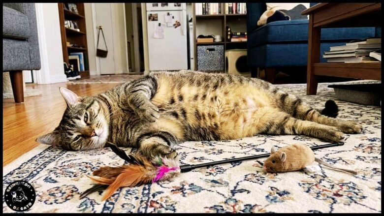 gato obeso em apartamento 1