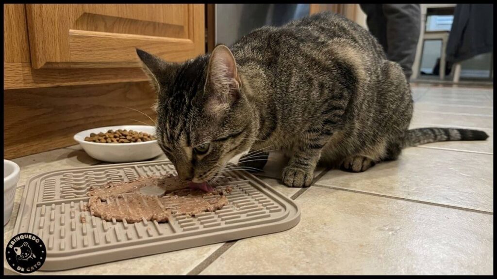 gato obeso em apartamento 3