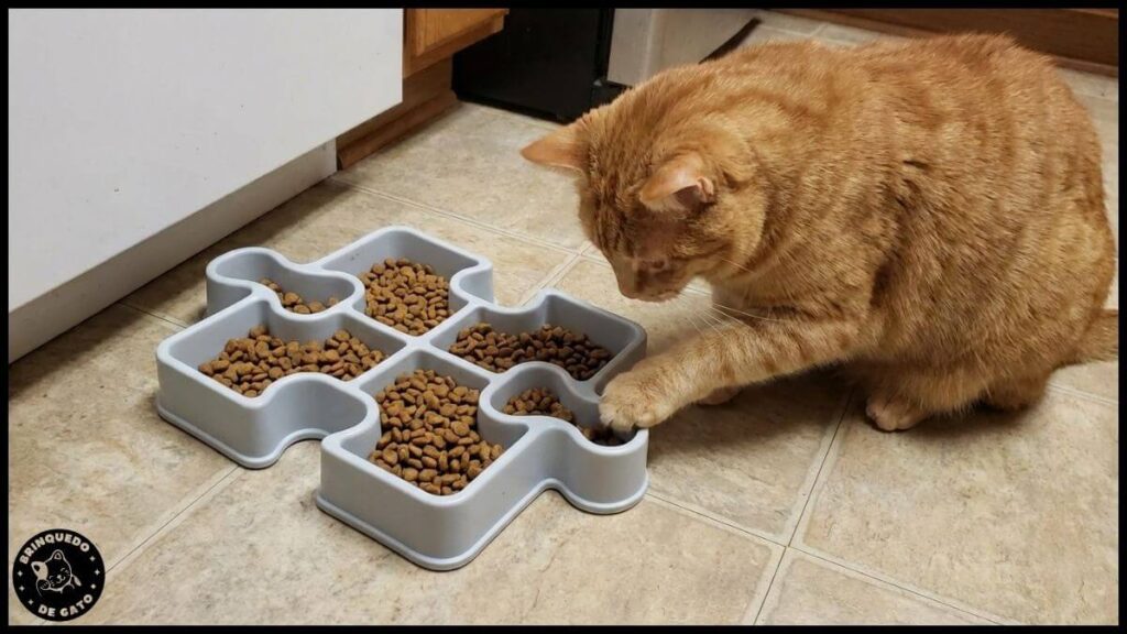 gato obeso em apartamento 5