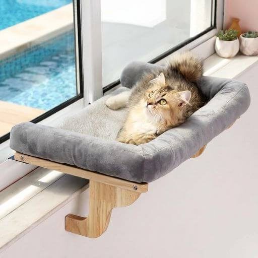 Gato relaxado na sua cama de janela para gatos, a observar o exterior como se estivesse num cinema felino.