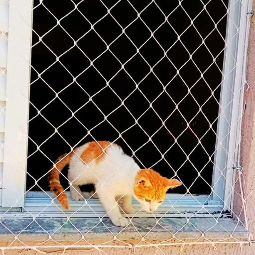 Rede de Proteção Para Gatos: Top 1 (Salva Vidas!) 3 Filhote de gato tranquilo olhando a paisagem através da rede de proteção instalada na sacada do apartamento ao lado de uma planta.