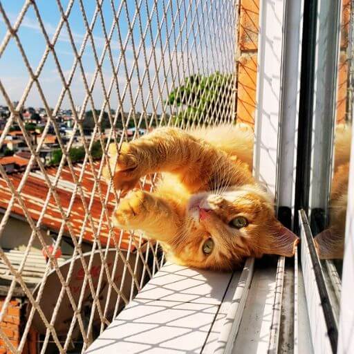 Rede de Proteção Para Gatos: Top 1 (Salva Vidas!) 8 Gato laranja deitado de costas, brincando e agarrando a rede de proteção da janela com as unhas, provando a resistência do material.