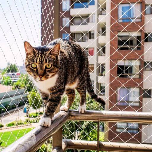Rede de Proteção Para Gatos: Top 1 (Salva Vidas!) 7 Gato equilibrando-se na grade de metal da varanda de um apartamento, totalmente protegido contra quedas pela rede de nylon ao fundo.