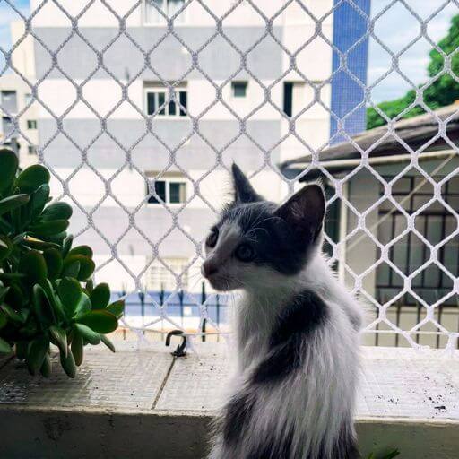 Rede de Proteção Para Gatos: Top 1 (Salva Vidas!) 4 Gato curioso tentando escalar a tela de proteção instalada na janela do apartamento, demonstrando o instinto caçador travado com segurança.
