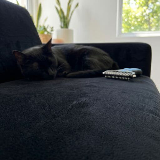 Almofada de sofá preta perfeitamente limpa, com um gato dormindo ao fundo ao lado da escova removedora de pelos, provando a eficiência do produto para um lar sem alergias.